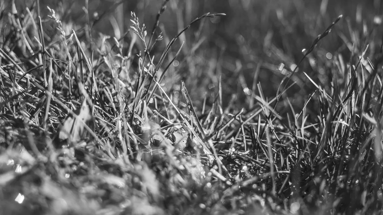 Denim Trucker Jacket